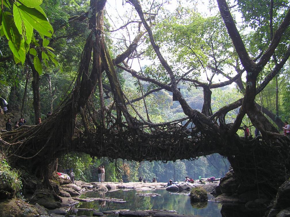 Living Root Bridge(Shillong,India)