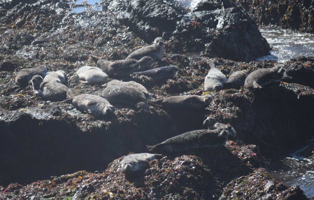wild seals